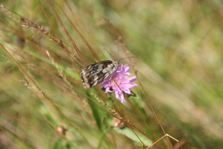 Een mooie vlinder op een typische alpenweide